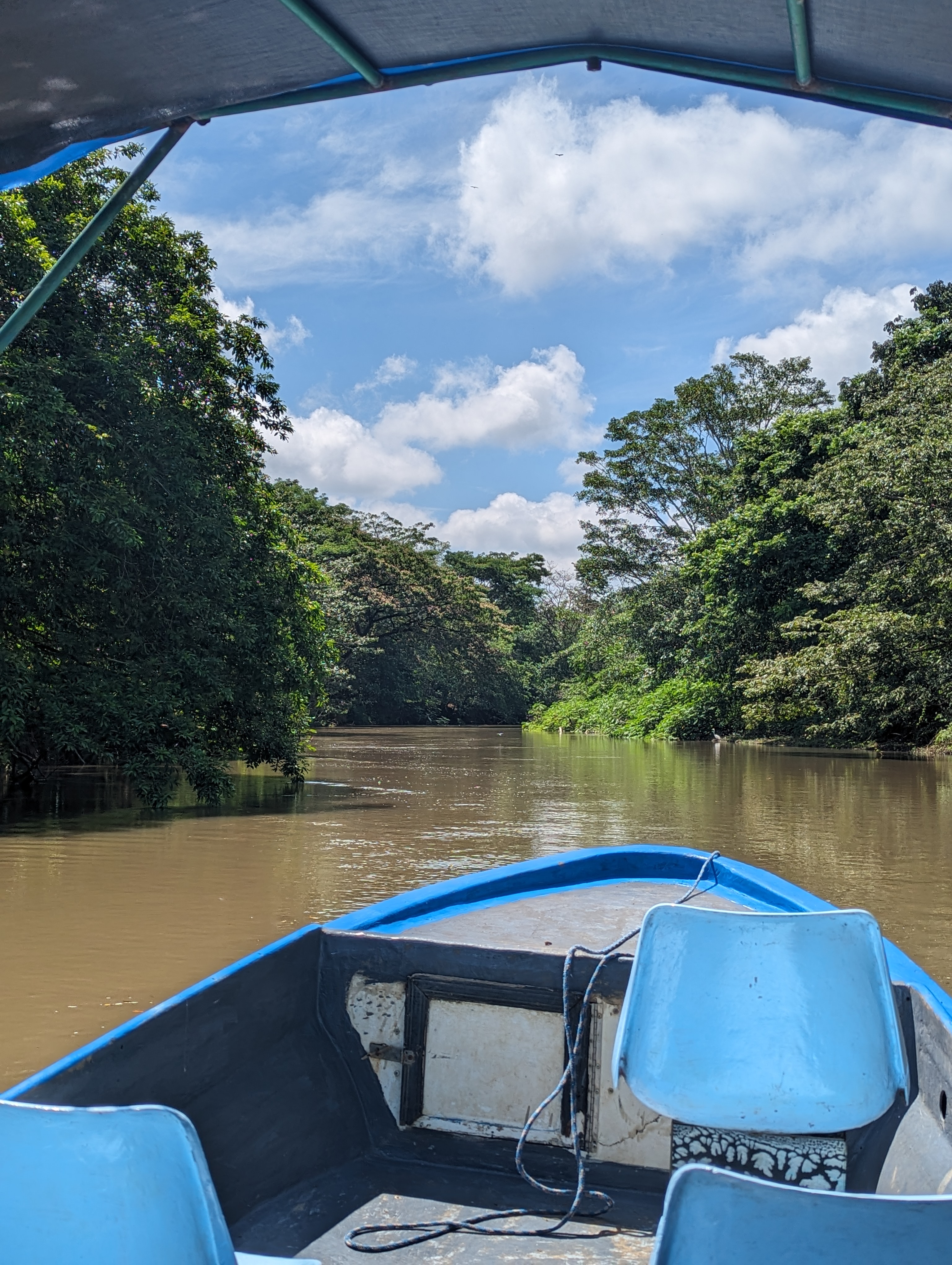 balade, bateau, caño negro, cano negro, fleuve, costa rica, oiseaux, pêche, pluie, sèche, saison